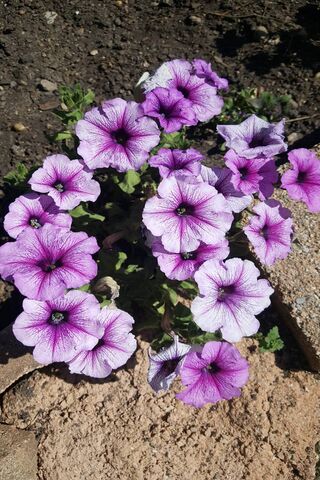 Blooming Beauty: The Allure of Purple Petunias 🌸💜