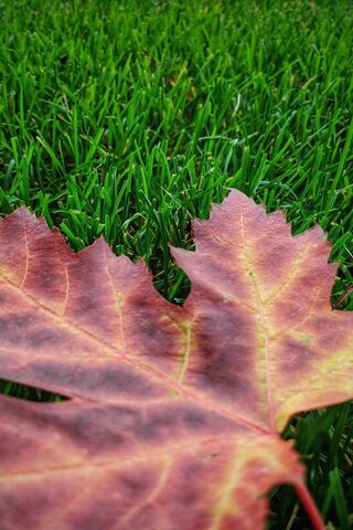 Autumn's Touch on a Lush Lawn 🍂🌱