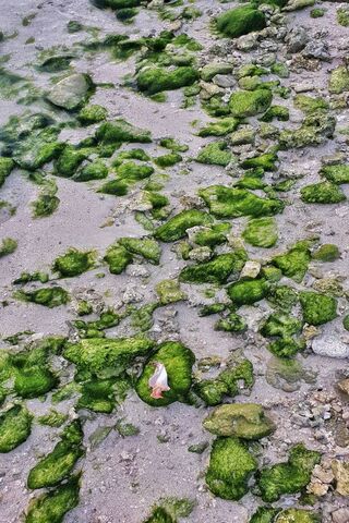 Beach Corals