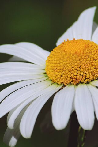 The Charming Margherita Fiore 🌼