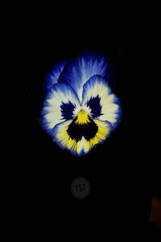 Mystical Blue Blossom 🌸✨