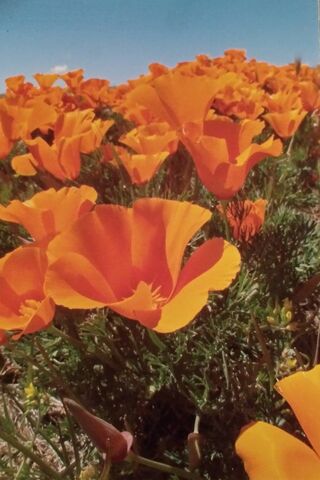 Pamela Poppies