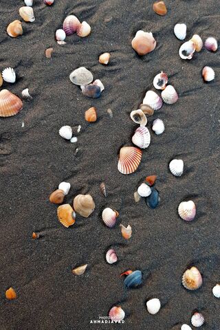 Treasures of the Shore ..