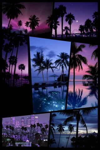 Palm Collage