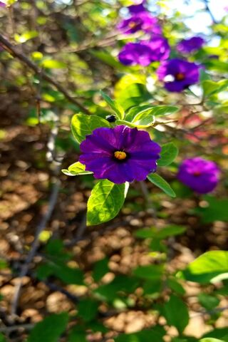 Vibrant Blooms: The Allure of Purple Flowers 🌸💜