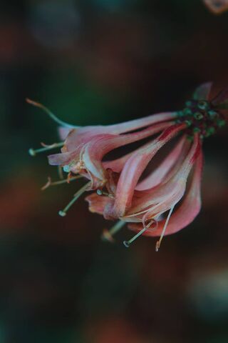 Nature's Quirky Blossom..