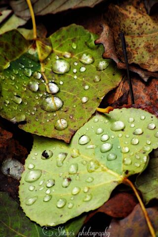 Nature Of Macro