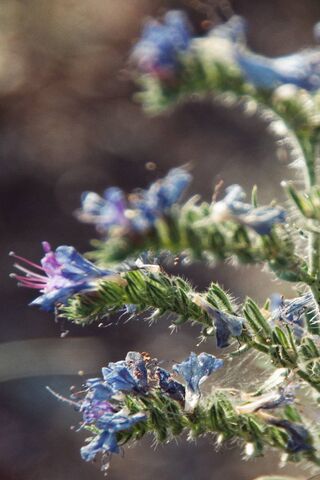 Blume