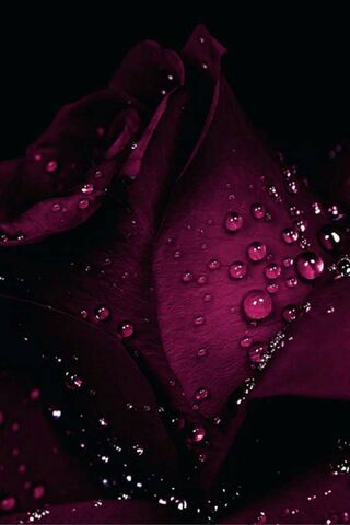 Mystique of the Red Rose 🌹✨