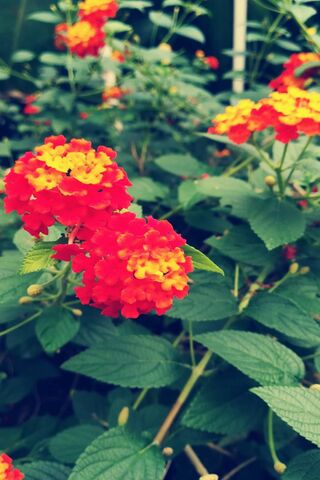 Blooming Brilliance: A Flourish of Color 🌼✨