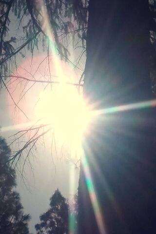 Sunshine Hide and Seek 🌞🌲