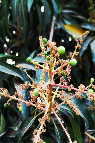 Blossoming Potential: The Journey of Mango Tree Flowers 🌼🥭