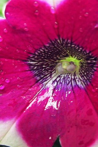 Blooming Beauty: The Magenta Marvel 🌸✨