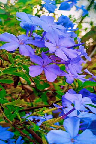 Evening Blooms in Serenity 🌸✨