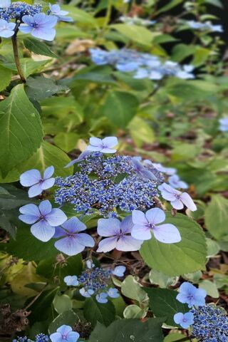 Whispers of Blue: The Enchanting Hydrangea 🌸💙