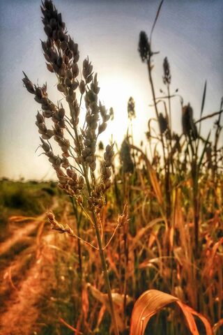 Golden Harvest: Nature's Bounty 🌾✨