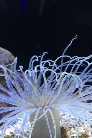 Dancing Tentacles of the Deep 🌊✨