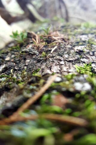 Nature's Textured Canvas 🌿