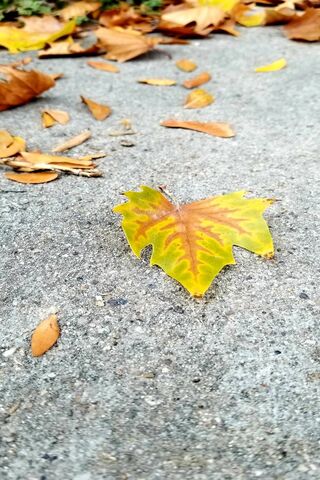 Autumn's Heartbeat 🍂❤️