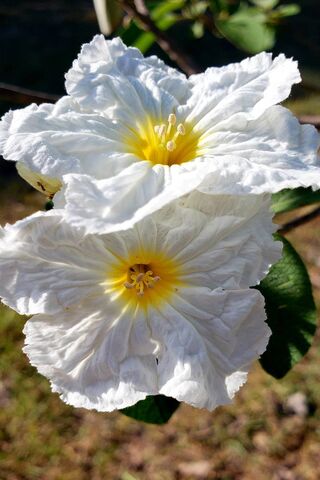 Blossoms of Innocence 🌼✨
