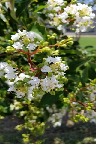Ooh Lala: Nature's Delicate Dance 🌼✨