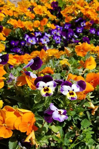 Vibrant Blooms of Spring 🌼🌸