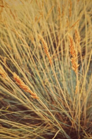 Wheatgrass Wallpaper - Download to your mobile from PHONEKY