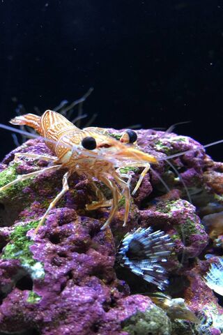 The Colorful Shrimp of the Reef 🌊🦐