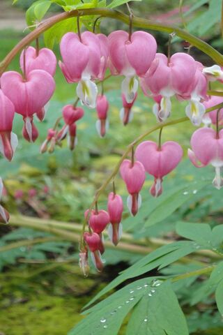 Heartfelt Blooms: The Beauty of Bleeding Hearts 💖🌸