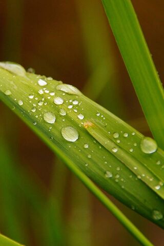 Nature's Tiny Jewels: Dewdrops on Green Leaves 🌿💧