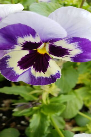 Pansy Perfection: A Floral Delight 🌸💜