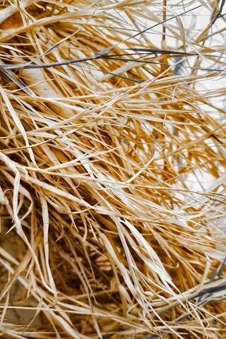 Golden Waves of Nature 🌾✨