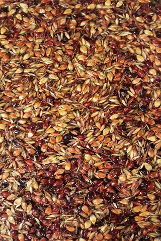 Autumn Seeds