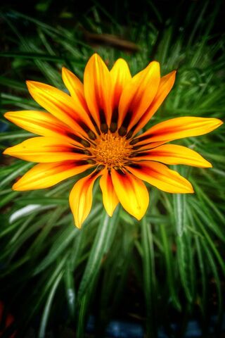 Sun-Kissed Beauty: The Girasol 🌻✨