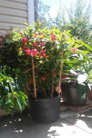 Blooming Beauty: Nature's Vibrant Palette 🌺🌿