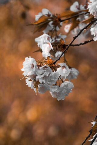 Blossoming Tree