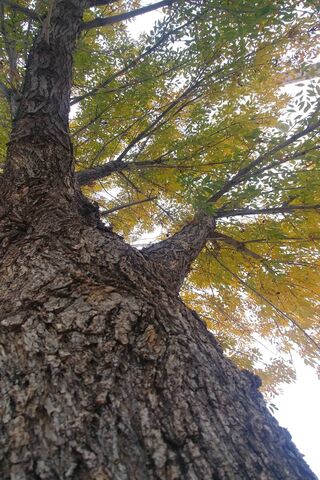 Reaching for the Sky 🌳✨
