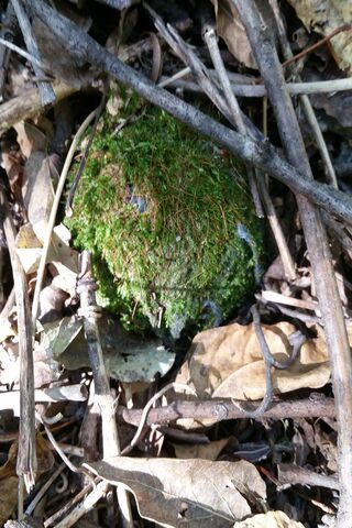 Moss Boll