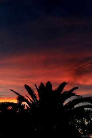 Sunset Serenade 🌅