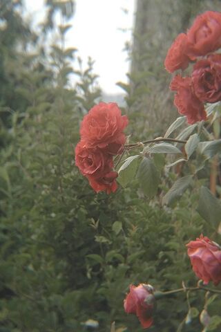 Radiant Red Roses 🌹✨