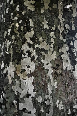 Nature's Camouflage: The Art of Tree Bark 🌳✨