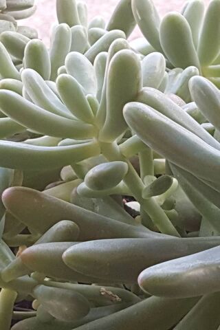 Succulents Up Close