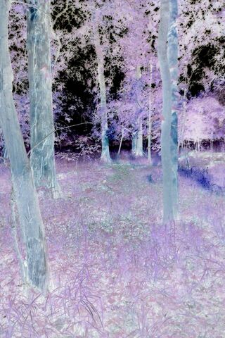 Forest Pretty