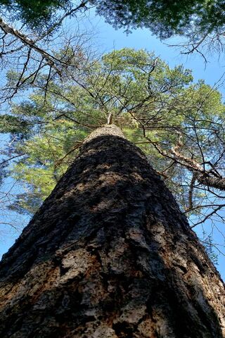 Tallest Tree Ever