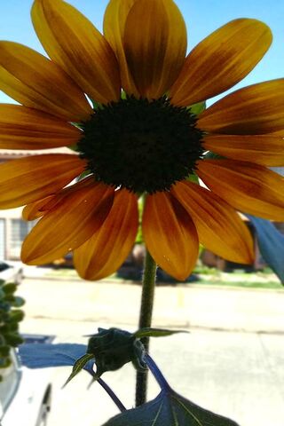 Mifongirasol: The Golden Embrace of Sunlight 🌻✨