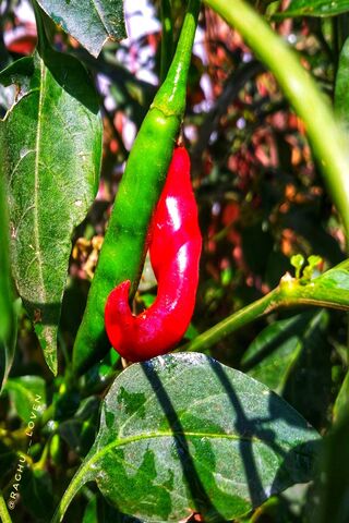 Spicy Duo: The Colorful Chillies 🌶️🌱