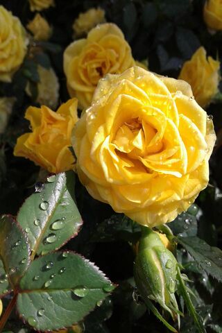 Sunshine Blooms: A Glimpse into the Golden Garden 🌼✨