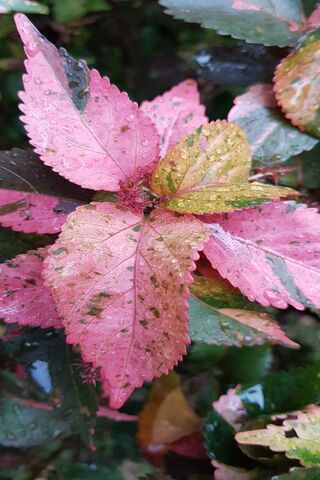 Whispers of Autumn: A Floral Symphony 🍂🌸