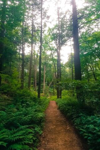 Serenity in the Green