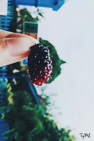 Black Mulberry